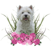 West Highland Terrier