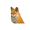 Polygon fox