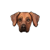 Rhodesian Ridgeback