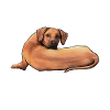Rhodesian Ridgeback