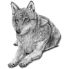 Grey Wolf