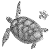 Seaturtles