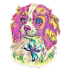 Cavalier King Charles Spaniel