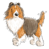 Fröhlicher Sheltie - Shetland Sheepdog - Geschenk