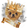 Pomeranian Puppy - little queen