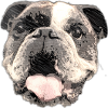 Bulldog