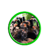 Vogelspinne / Spinnenflüsterer