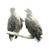 White-tailed eagle