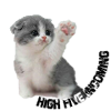 Tope there kitten