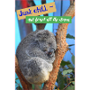 Koala, froid, drame, disant, dictons