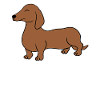 Dog dachshund