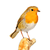 Robin