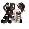Grosser Schweizer Sennenhund