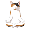 Yoga Calico Cat Gift Idea
