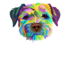 Border Terrier Dog