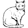 Katze / Kitten / cat / lovecats
