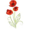 Rote Mohnblumen Mohn Sommer