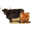 Highland Cattle cow and calf