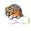 rat