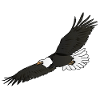 The eagle / The eagle