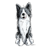 Fröhlicher Border Collie