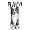 Border Collie Play
