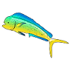 Mahi mahi (dolphinfish)