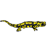 Salamander