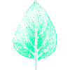 Leaf - lilac / garden & nature