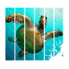 Schildkröte