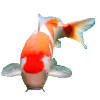 kohaku