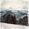 black forest