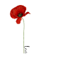 Poppy love