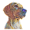 Labrador