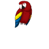 Parrot parrot