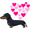 Dachshund love