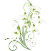 Snowdrops Flowers. Spring is coming.