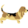 Basset Hound