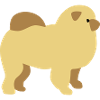 Chow-Chow