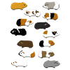 14 cochons d'Inde