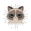 mürrische Katze