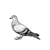 Pigeon animal esprit