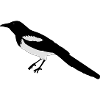 elster