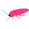 kakerlake