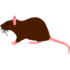 ratte