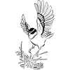 bird