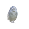 The owl