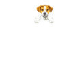 Jack Russel Feiten voeding