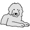 Goldendoodle