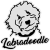 Labradoodle